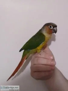 Conure -High Red ( Yellowsided Green Cheek Baby
