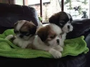 Outstanding shih tzu puppies for adoption