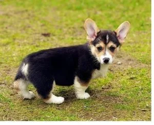 Sweet Calm Corgi Puppies