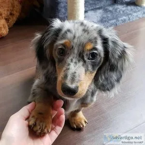 Dachshund Puppies  Available