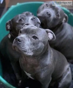 Beautiful pitbull puppies available for adoption text (321) 300-