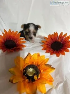 Yorkie Puppies