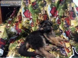 AKC GERMAN SHEPHERD PUPPIES