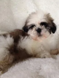 Gorgeous Akc SHIH TZU Puppies Ready To Go FREE