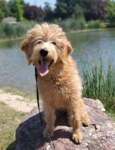 Best In Home Dog Training in Boise
