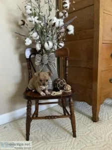 Rare CKC Brindle Chihuahuas