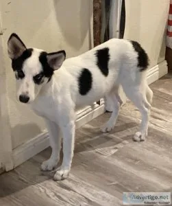 Husky