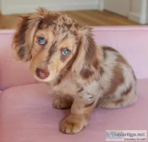 Home Dachshund Puppies