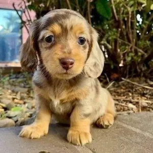 Dachshund pup available.