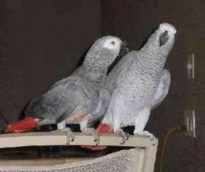 African Grey Parrot Babies for sale