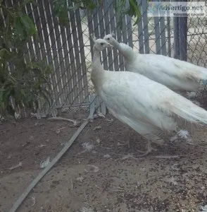 Nigerian Goat peacocks seramas