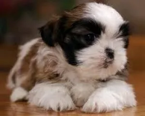 Lovely Shih Tzu for adoption