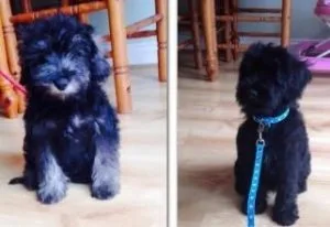AKC Miniature Schnauzer Puppies