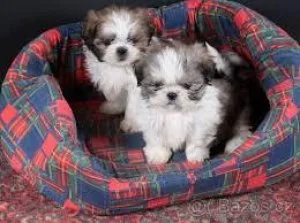 wonderfull shih tzu puppies for sale to any person that is ready
