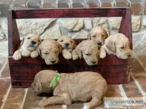 Goldendoodle Puppies