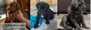 Neopolitan Mastiff puppies