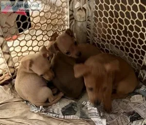 Chawinie puppies