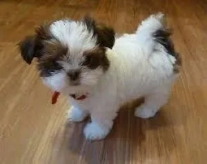 nice and well trained shih tzu puppy ready for adoption now . pl