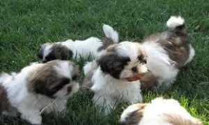 MALE AND FEMALE SHIH TZU PUPPIES AVAILABLE FOR ADOPTION...