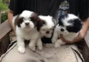 Cute Male And Female Shih Tzu Puppies For Free Adoption