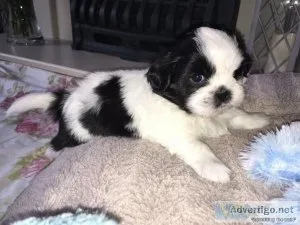 Amazing Shih Tzu Puppies for sale