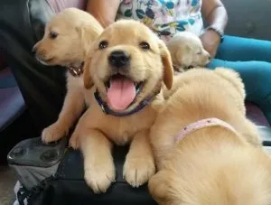 Absolutely Healthy Golden Retriever Puppies