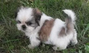 Male and Female shih tzuMaltese puppies