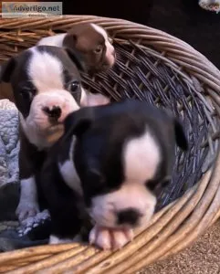 Boston terrier