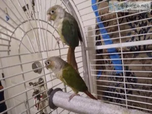 Conure pair- Cinnamon and pineapple turquoise