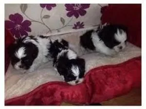 A Cute Little Quality Female Shih Tzu Puppy Available