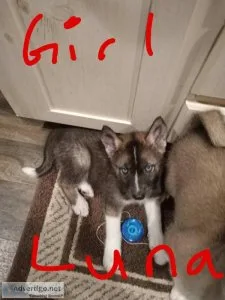 Puppies AkitaHusky mix