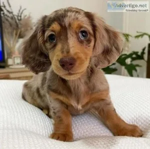 Dachshund Puppies for Sale