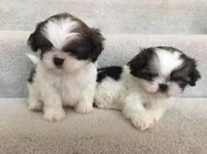 Tea Cup shih tzu for Adoption