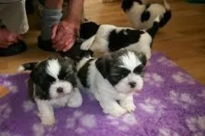 Micro Teacup Male and female Shih Tzu puppies Available