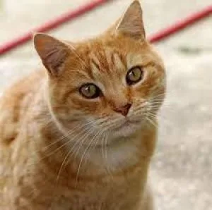 kitty