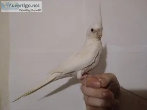 Cockatiel -Albino white faced Lutino 6 way split