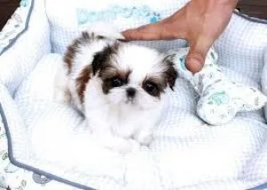 Lovely shih tzu puppy for adoption