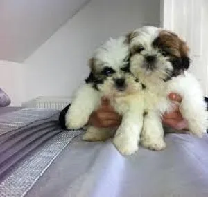 2 Adorable Female Pups Looking For a Home