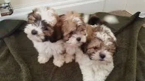 Purebred Tiny Shih Tzu Puppies