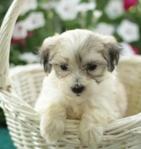 Lovely Maltipoo Puppies For Re-Homing