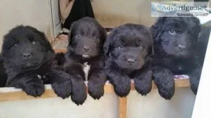 AKC Newfoundland puppies
