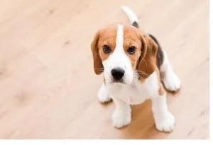 Milkish Beagle Puppies
