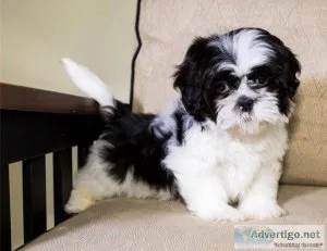 Shih-Ztu puppies available
