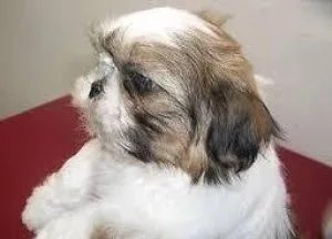 Adorable cute healthy shih tzu for adoption