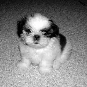 Adorable Cute Family Male and Female Shih Tzu Puppies available