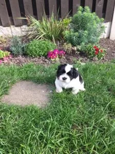 INCREDIBLE SHIH TZU PUPPIES FOR SALE.