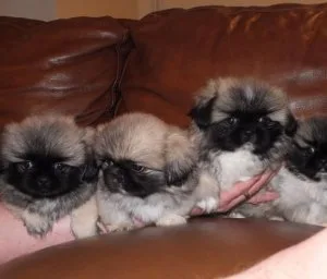 4 Pekingese puppies