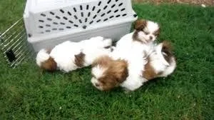 Shih Tzu Shih-Tzu Puppies Adorable Rare REGISTERED