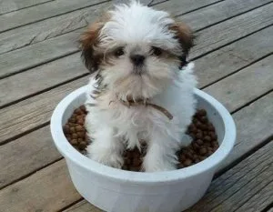 beautiful shih-zu pups for sale