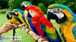 Blue and gold macaw
